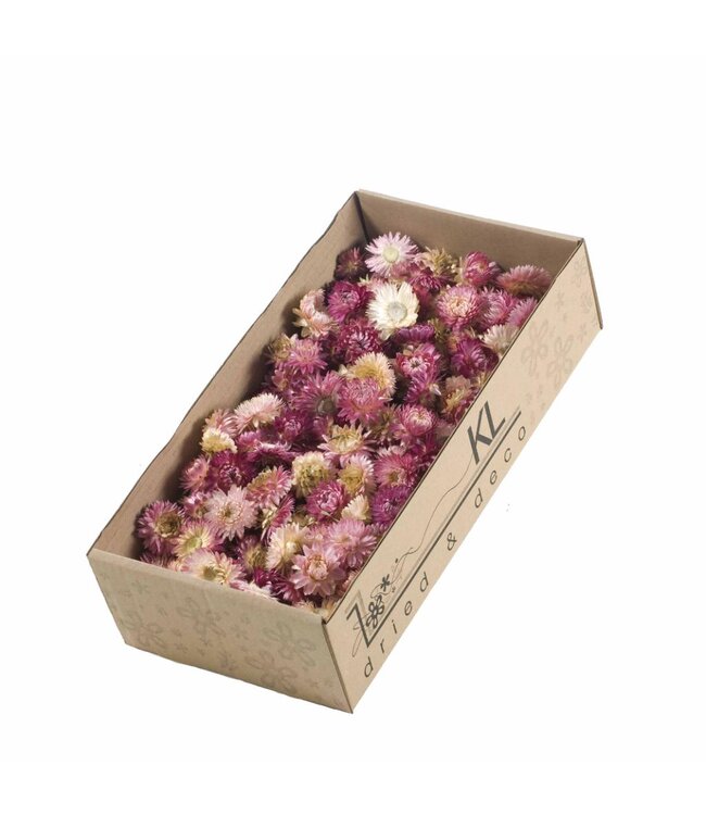 Rosa Strohblumen Helichrysum Köpfe | Gewicht 100 Gramm | Bestellung pro 6 Schachteln