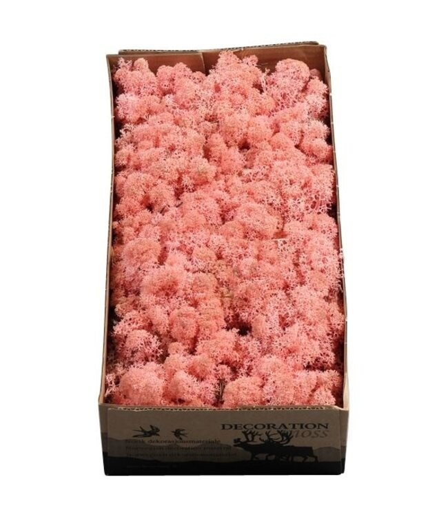 Light pink reindeer moss or Iceland moss | 500 g per pack | Order per 6 pieces