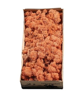 AD Mangofarbenes Rentiermoos oder Isländisch Moos | 500 g pro Packung | Pro 6 Stück