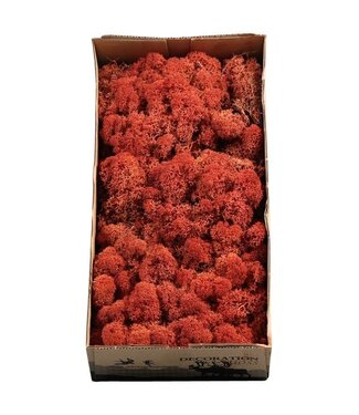 AD Yellow-brown Siena reindeer moss or Iceland moss | 500 grams per pack | Per 6 pieces