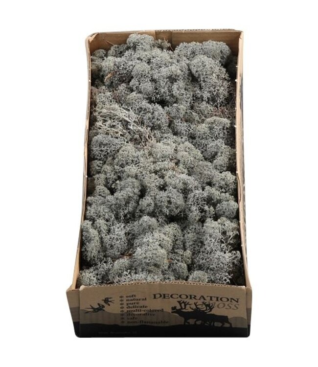 Anthracite grey reindeer moss or Iceland moss | 500 g per pack | Order per 6 pieces