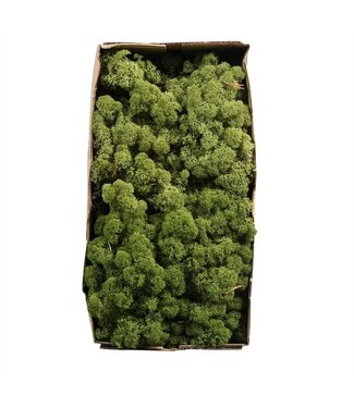 AD Mittelgrünes Rentiermoos oder Isländisch Moos | 500 g pro Packung | Pro 6 Stück