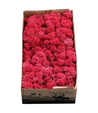 AD Mousse de renne ou mousse d'Islande fuchsia Crimson | 500 grammes par paquet | Par 6 pièces