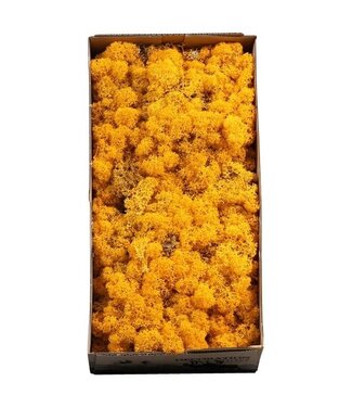 AD Mousse de renne jaune ou mousse d'Islande | 500 g par paquet | Par 6 pièces