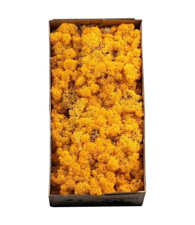 Mousse de renne jaune ou mousse d'Islande | 500 grammes par paquet | Commande par 6 pièces