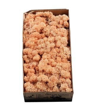 AD Mousse de renne ou mousse d'Islande de couleur pêche | 500 g par paquet | Par 6 pièces