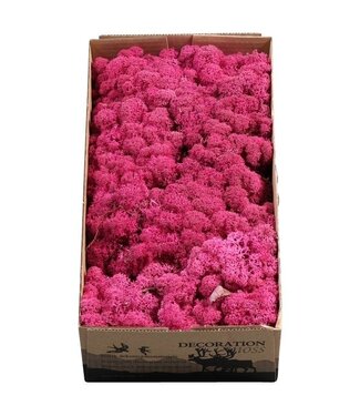 AD Fuchsiafarbenes Rentiermoos oder Isländisch Moos Erika | 500 g pro Packung | 6 Stück