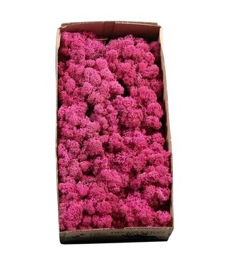 AD Fuchsiafarbenes Rentiermoos oder Isländisch Moos | 500 g pro Packung | Pro 6 Stück