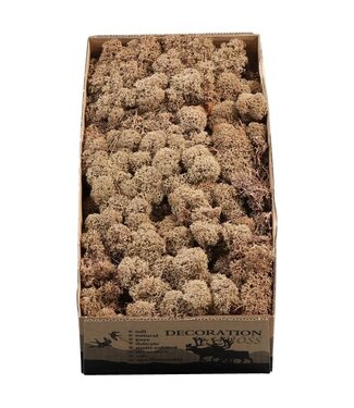 AD Braunes Rentiermoos oder Isländisch Moos | 500 g pro Packung | Pro 6 Stück