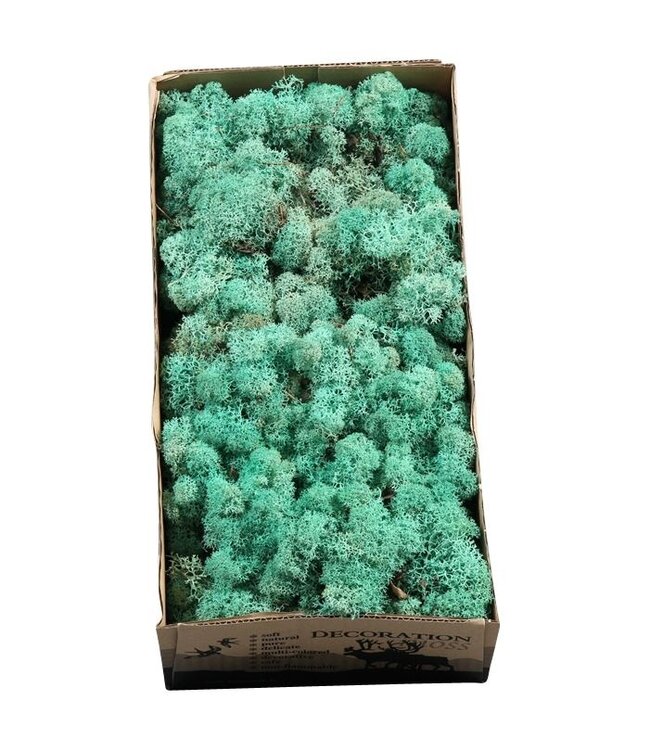 Ocean green reindeer moss or Iceland moss | 500 g per pack | Order per 6 pieces