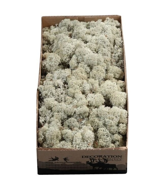Grey reindeer moss or Iceland moss | 500 grams per pack | Order per 6 pieces
