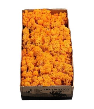 AD Orangefarbenes Rentiermoos oder Isländisch Moos | 500 g pro Packung | Pro 6 Stück