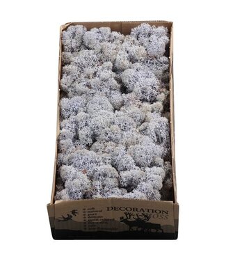 AD Lavender-coloured reindeer moss or Iceland moss | 500 g per pack | Per 6 pieces