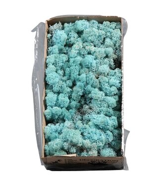 AD Aquamarin-Rentiermoos oder Isländisch Moos | 500 g pro Packung | Pro 6 Stück