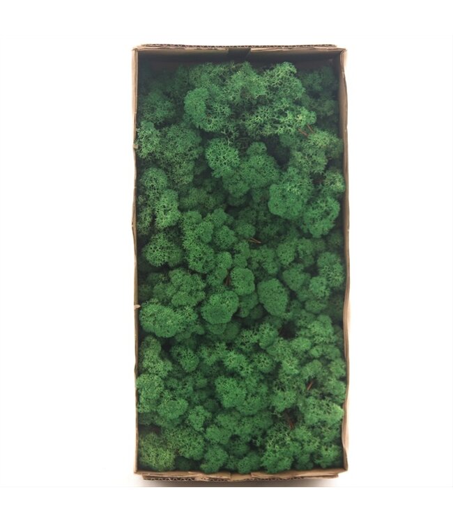 Grass green reindeer moss or Iceland moss | 500 grams per pack | Order per 6 pieces