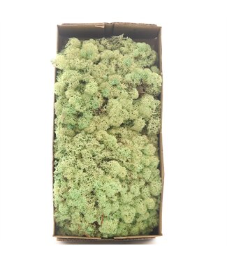 AD Mousse de renne vert menthe ou mousse d'Islande | 500 g par paquet | Par 6 pièces
