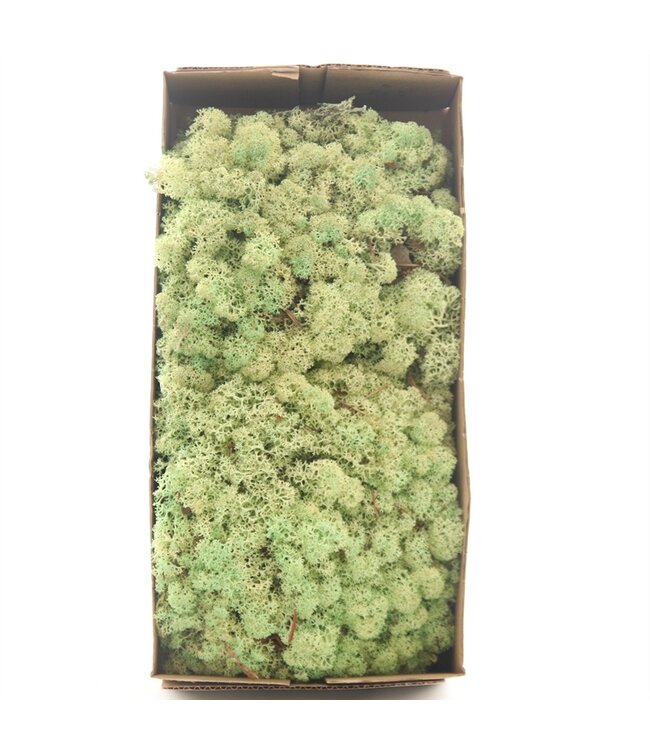 Mousse de renne vert menthe ou mousse d'Islande | 500 grammes par paquet | Commande par 6 pièces