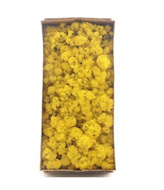 AD Zitronenfarbenes Rentiermoos oder Isländisch Moos | 500 g pro Packung | Pro 6 Stück