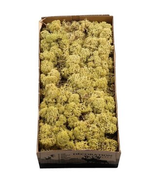 AD Kiwifarbenes Rentiermoos oder Isländisch Moos | 500 Gramm pro Packung | Pro 6 Stück