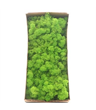 AD Mousse de renne ou mousse d'Islande vert clair | 500 g par paquet | Par 6 pièces