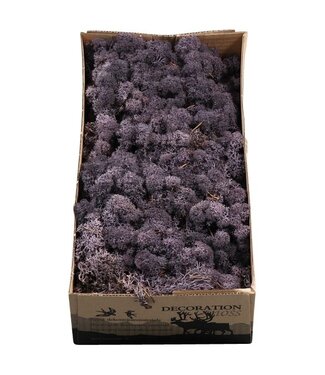 AD Auberginefarbenes Rentiermoos oder Isländisch Moos | 500 g pro Packung | Pro 6 Stück