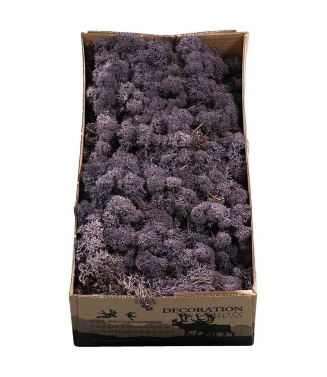 Aubergine-coloured reindeer moss or Iceland moss | 500 grams per pack | Ordered per 6 pieces