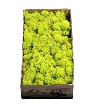 AD Spring green reindeer moss or Iceland moss | 500 g per pack | Per 6 pieces