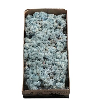 AD Ice blue reindeer moss or Iceland moss | 500 g per pack | Per 6 pieces