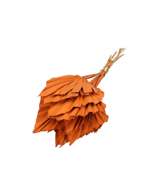 Feuilles de palmier séchées à l'orange | Fleurs séchées à la lance de palmier | 10 tiges par bouquet | Longueur 50 centimètres | Commande par bouquet