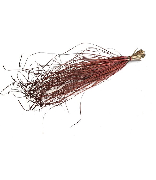 Beargrass dried per bunch Burgundy ( x 20 )