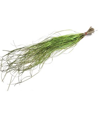 QC Beargrass dried per bunch Light Green ( x 20 )