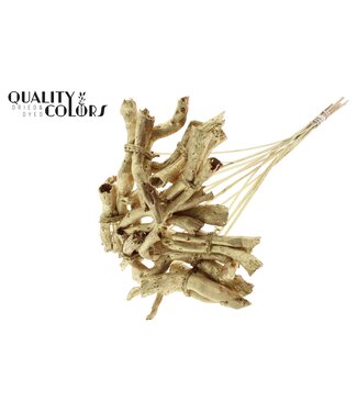 QC Gandiraj on stem Gold | Per 50 stuks