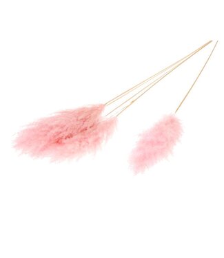 LDD Cortaderia plum medium 115cm 5pc pink misty ( x 12 )