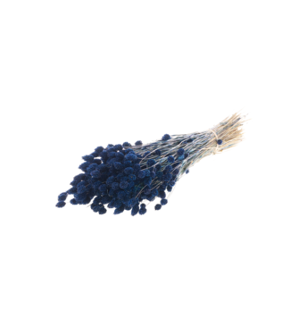 LDD Phalaris séchée | Fleurs séchées bleu foncé | Par 20 bouquets