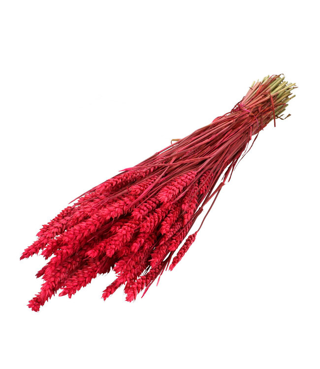 Fuchsiafarbener Trockenweizen | Triticum Trockenblumen | Länge 60-70 Zentimeter | Stückweise bestellen