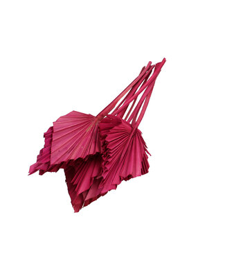 4A Christmas dried Palm leaf | Palm Spear dried flowers | 10 tiges par bouquet | Longueur 50 centimètres | Par bouquet