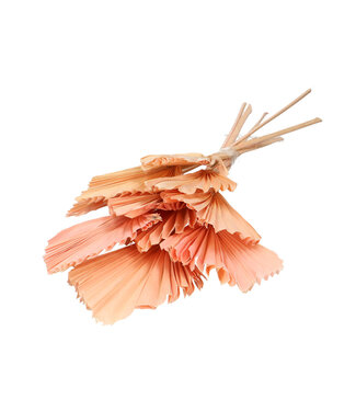 4A Feuille de palmier séchée rose pâle | Fleurs séchées en forme de lance de palmier | 10 tiges par bouquet | Longueur 50 centimètres | Par bouquet