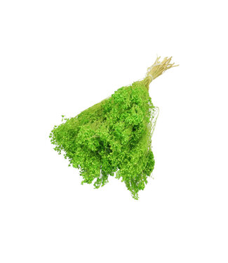 4A Fleurs de genêt séchées vertes | Fleurs de genêt séchées Broom Bloom | Longueur 50-55 centimètres | Par pièce