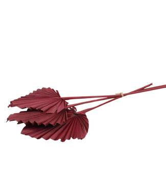 4A Burgundy dried Palm leaf | Palm Spear dried flowers | 10 tiges par bouquet | Longueur 50 centimètres | Par bouquet