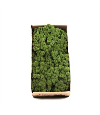 AD Forest green reindeer moss or Iceland moss | 500 g per pack | Per 6 pieces