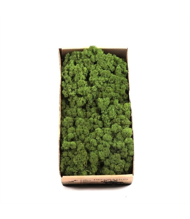 Forest green reindeer moss or Iceland moss | 500 grams per pack | Order per 6 pieces