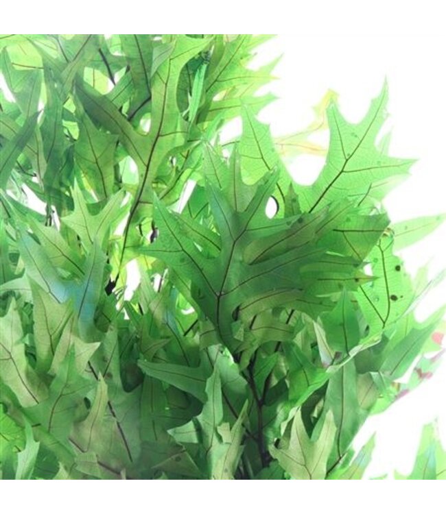 Green Reserved Oak | Length 50 centimetres | Ordered by 10 pieces