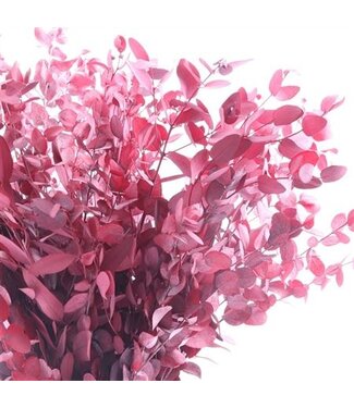 AD Red prestressed Gunnii | Length 40 centimetres | Per 30 pieces