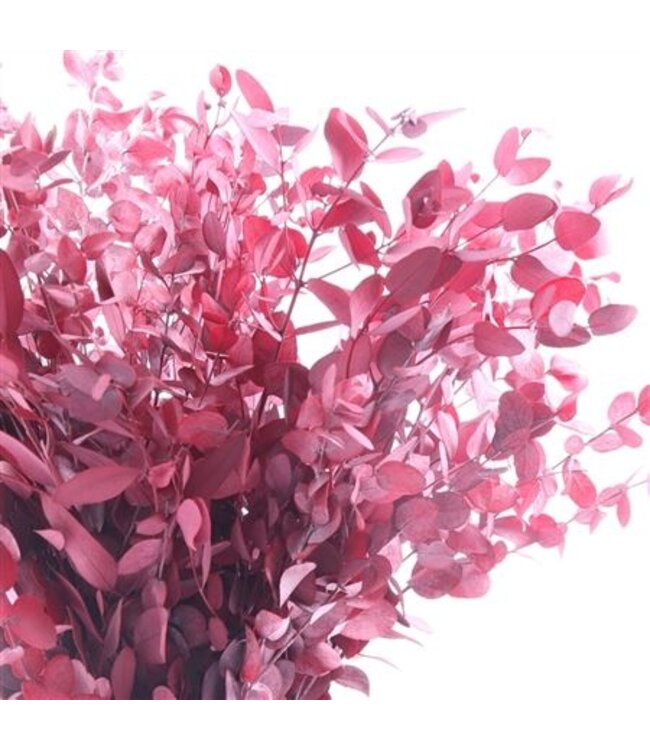 Red pocketed Gunnii | Length 40 centimetres | Ordered by 30 pieces