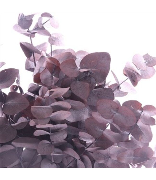 Purple reserved Cinerea Cafe | Length 50 centimetres | Ordered by 30 pieces