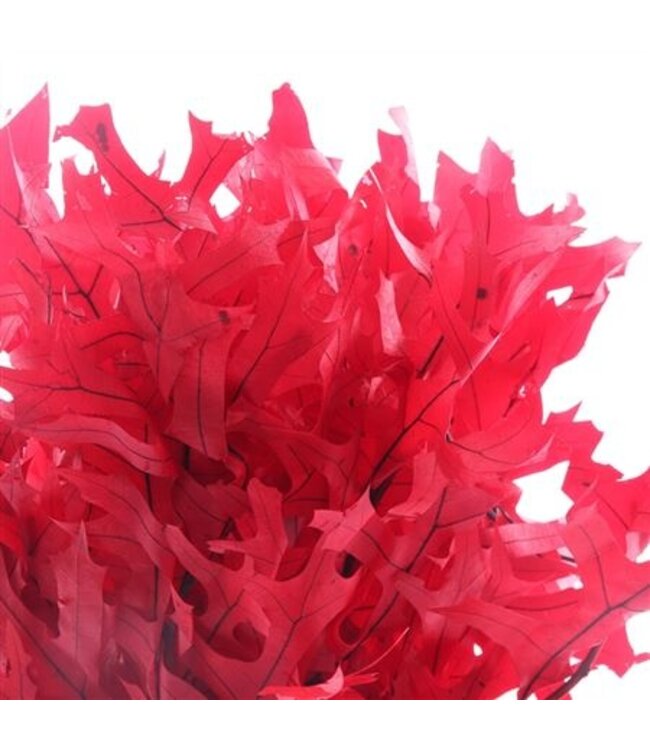 Red Reserved Oak | Length 50 centimetres | Ordered by 10 pieces