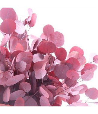 AD Orange preserved Populus | Length 50 centimetres | Per 30 pieces