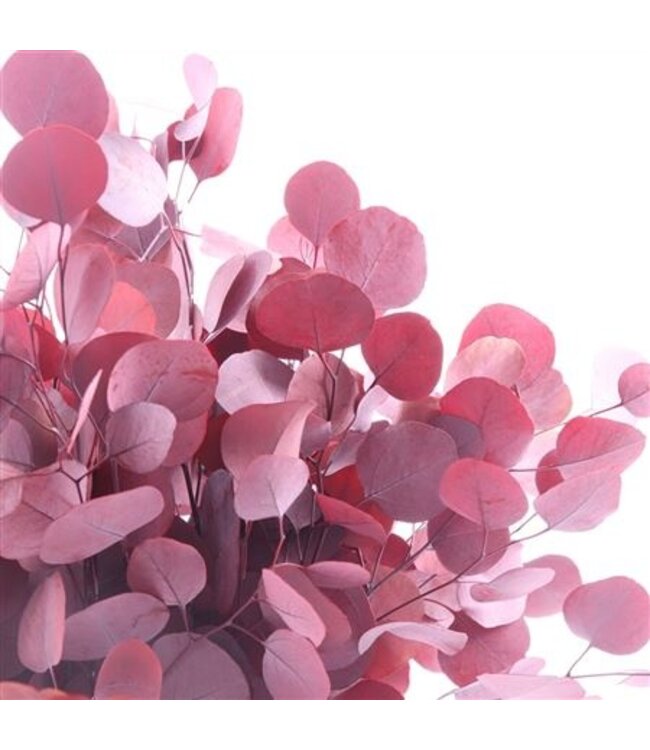 Orange reserved Populus | Length 50 centimetres | Ordered by 30 pieces