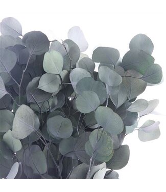 AD Green-preserved Populus | Length 50 centimetres | Per 30 pieces