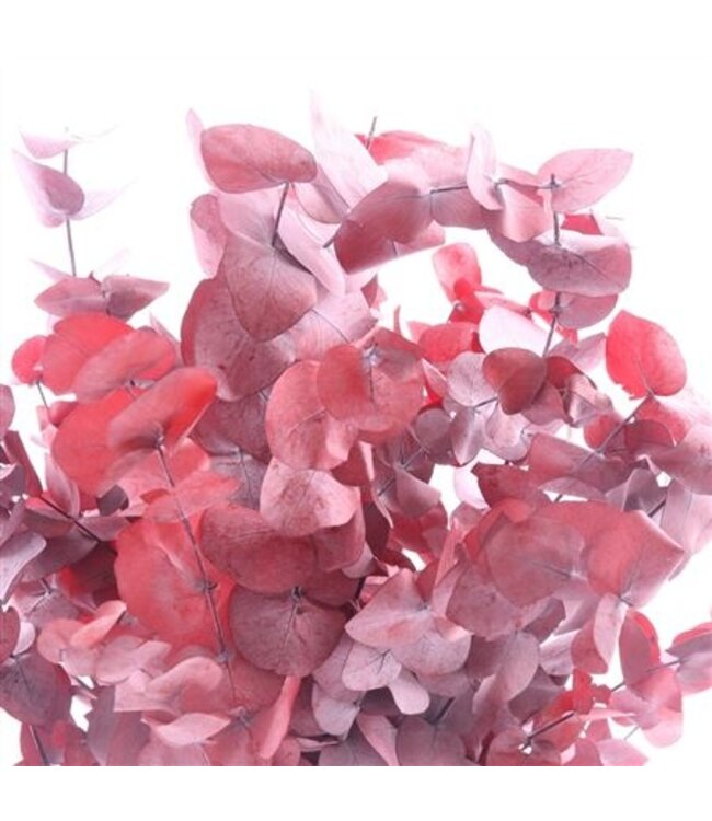 Orange preserved Cinerea | Length 50 centimetres | Ordered by 30 pieces